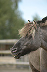 Shetland Pony Portrait