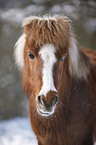 Shetlandpony