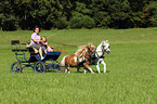 Shetland Pony Gespann