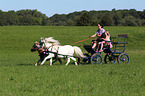 Shetland Pony Gespann