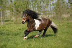 rennendes Shetland Pony