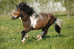 rennendes Shetland Pony