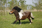 rennendes Shetland Pony