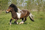 rennendes Shetland Pony