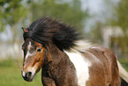 Shetland Pony