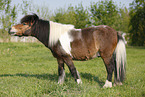 Shetland Pony auf der Weide