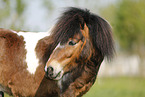 Shetland Pony
