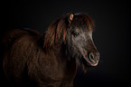 Shetland Pony Portrait