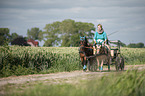 Shetlandpony Gespann