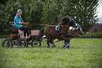 Shetlandpony Gespann