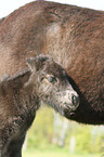 Shetland Pony Fohlen