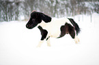 Shetlandpony rennt durch den Schnee