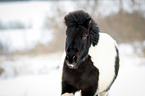 Shetlandpony rennt durch den Schnee