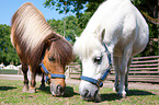 Shetlandponys