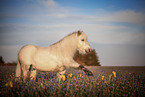 Shetland Pony