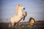 steigendes Shetland Pony