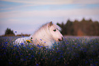 Shetland Pony Portrait