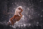 steigender Shetland Pony