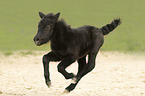 galoppierendes Shetland Pony Fohlen