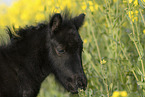 Shetland Pony Fohlen Portrait