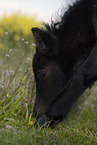 Shetland Pony Fohlen Portrait