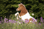 steigendes Shetland Pony