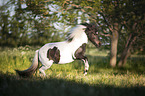 Shetlandpony