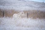 Shetlandpony