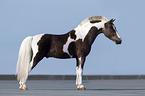 Shetlandpony