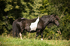 stehendes Shetlandpony