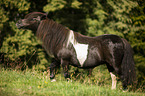 laufendes Shetlandpony