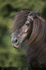 Shetlandpony Portrait