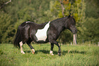trabendes Shetlandpony