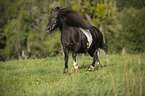trabendes Shetlandpony