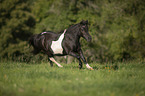 galoppierendes Shetlandpony