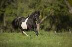 galoppierendes Shetlandpony