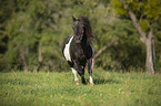 galoppierendes Shetlandpony