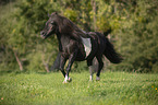 galoppierendes Shetlandpony