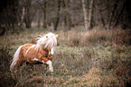 galoppierendes Shetlandpony