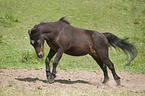 galoppierendes Shetlandpony