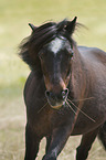 Shetlandpony