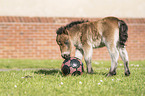 Shetland Pony Fohlen