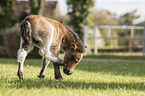 Shetland Pony Fohlen