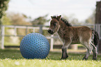 Shetland Pony Fohlen