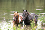 Shetland Ponies