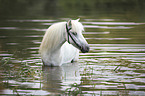 badendes Shetland Pony