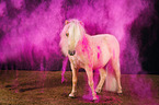 Shetland Pony mit Holi Pulver