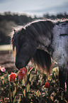 Shetland Pony Portrait