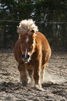 galoppierendes Shetland Pony