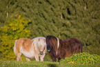 2 Shetland Ponies